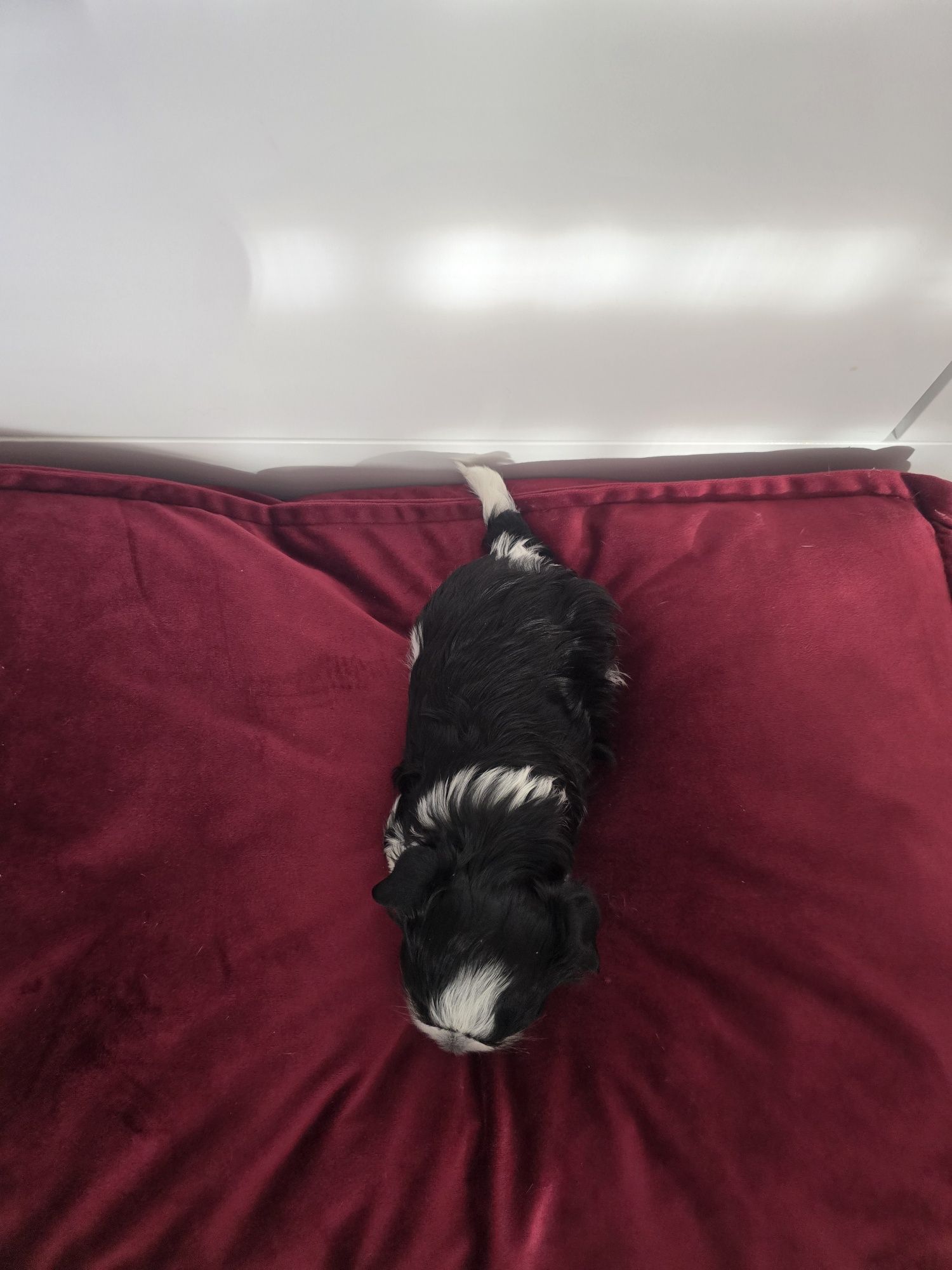 Sliczny piesek hybryda maltańczyk i yorkshire terrier