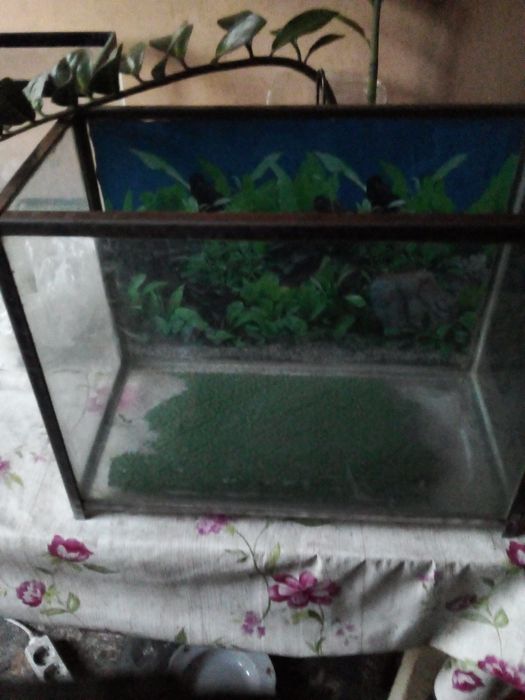 Аквариум на 20-30 литров