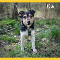 8kg, 10 miesięcy, przyjazna Tola, adopcje terierki