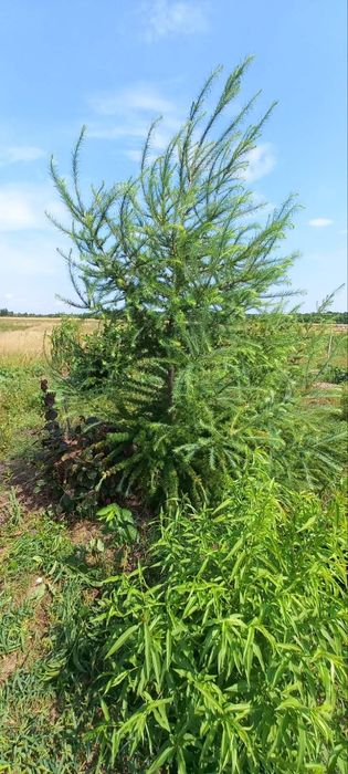 Продам червонолистий клен та зелений Globozum