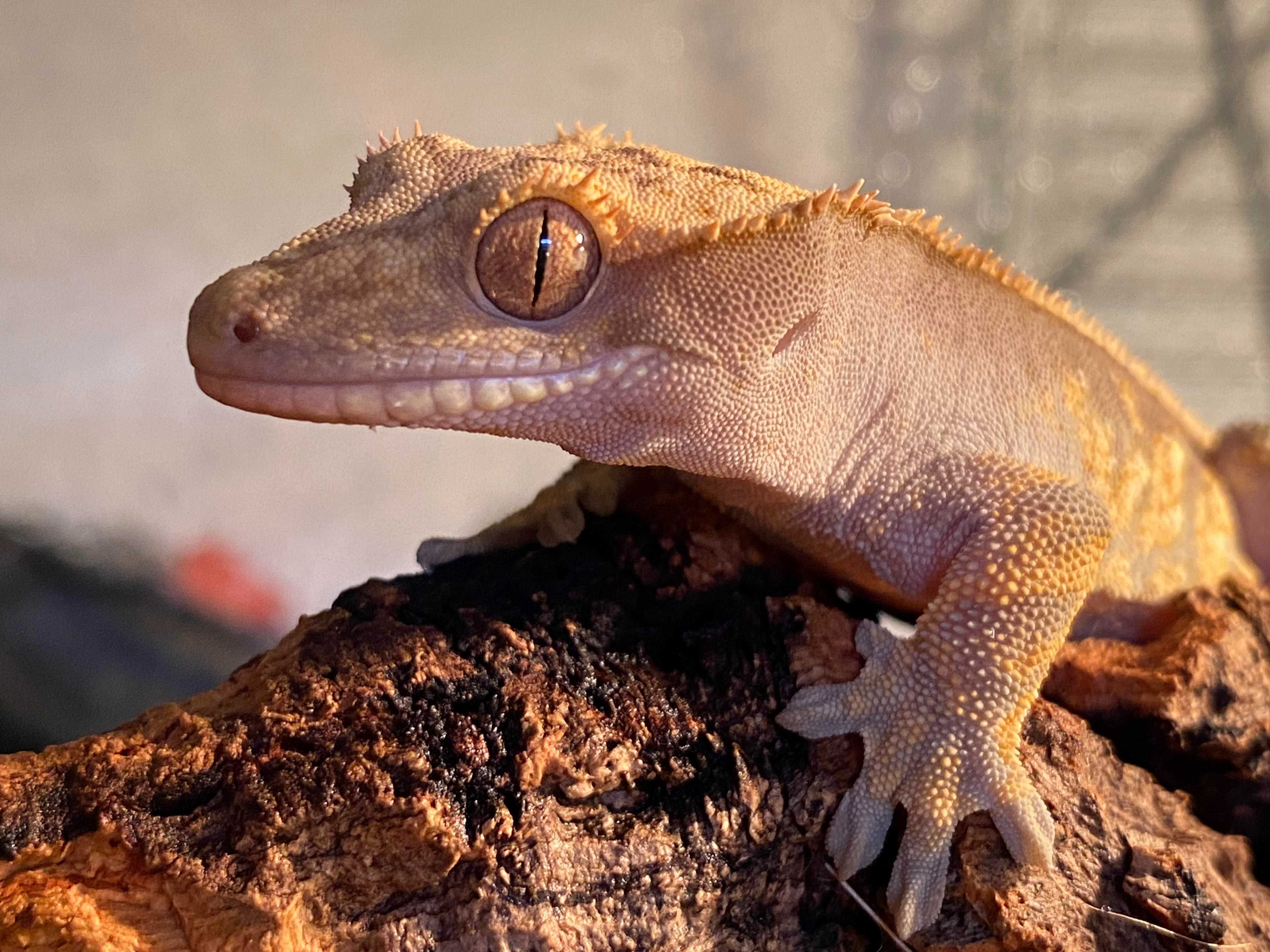 Gekon orzęsiony samiec Correlophus ciliatus