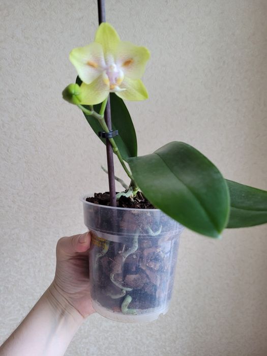 Орхідея. Phal. Yaphon Green Batman метелик. Квітне.