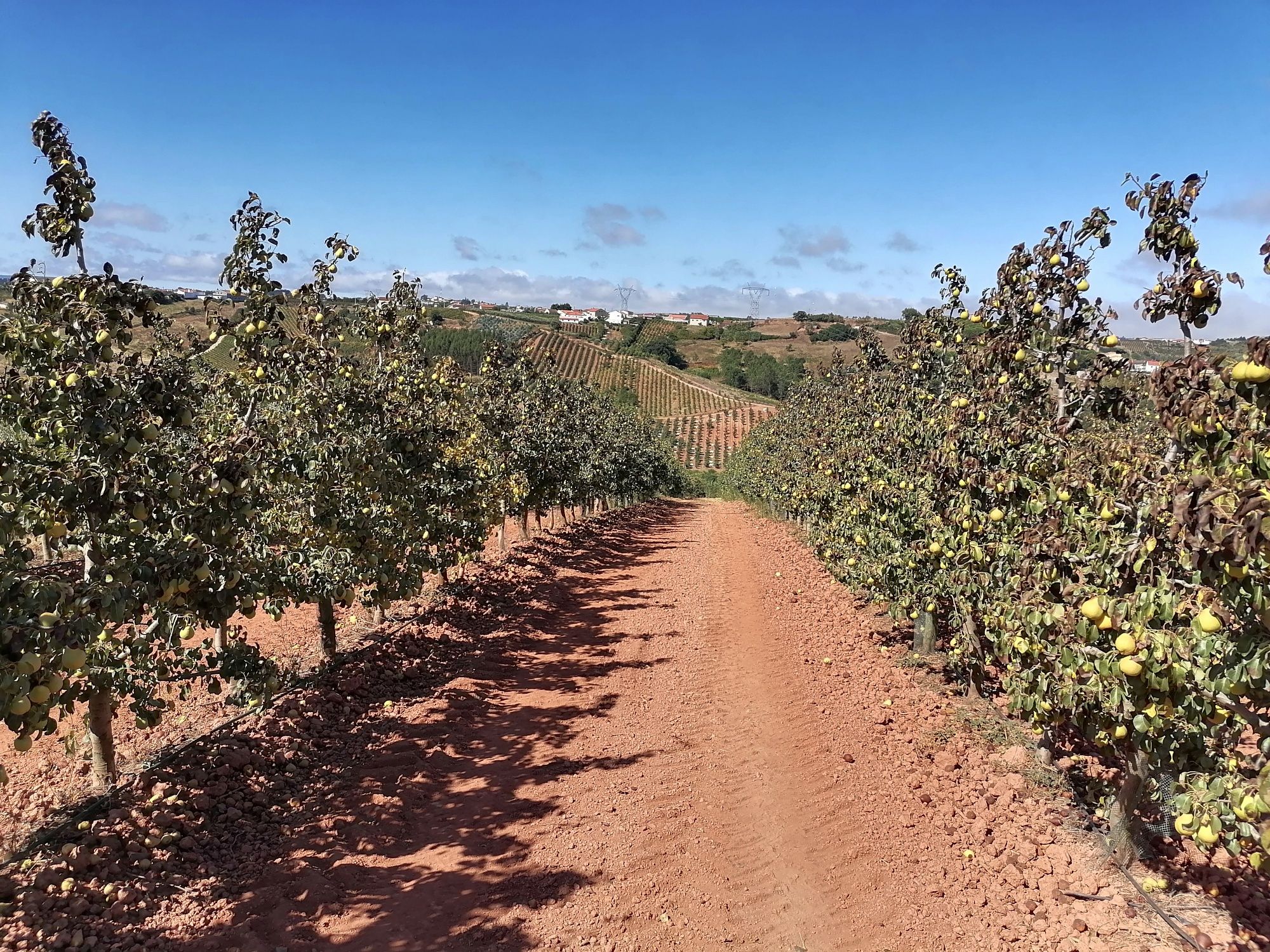 Vende-se terreno com 4560 m² com plantação de Pêra Rocha Oeste.