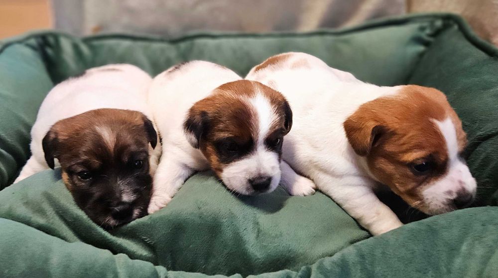 Jack Russell Terrier FCI ZKwP