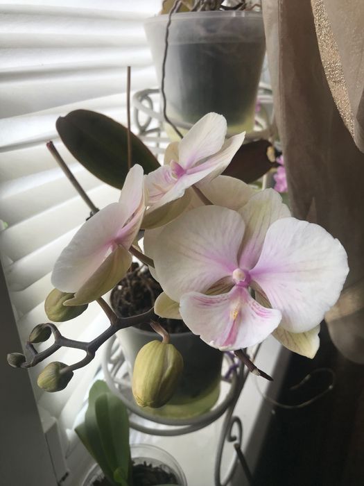 Орхидея фаленопсис Пурпурный ливень пилор, и другие