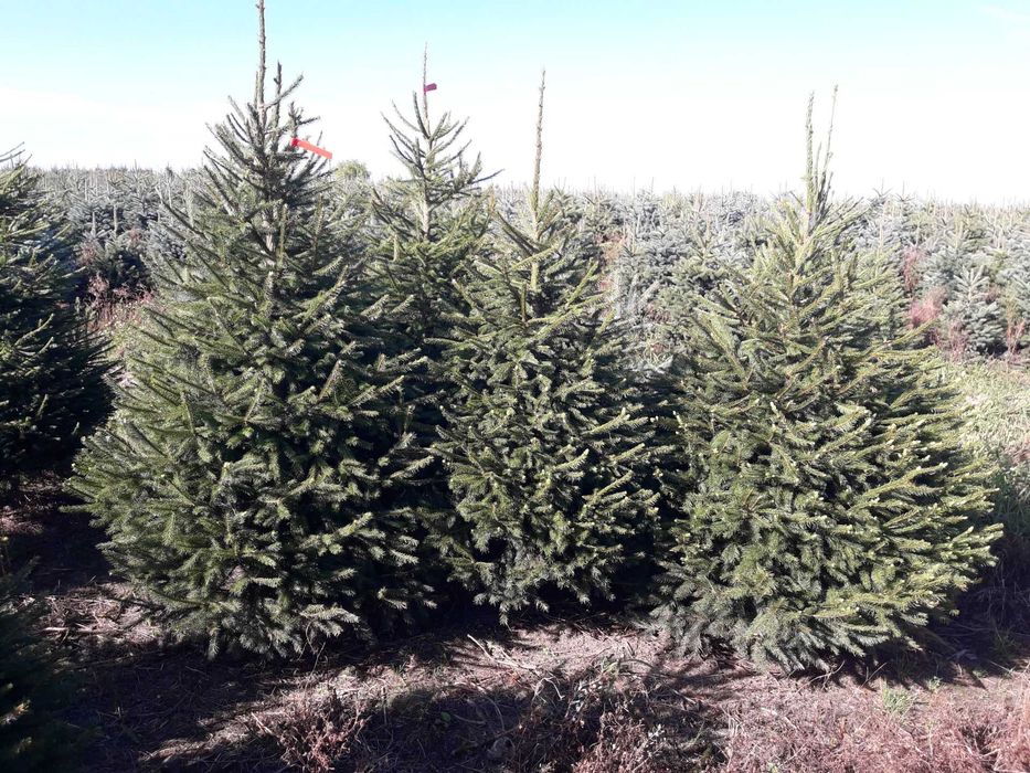 Świerk pospolity cięty 175-300 cm/ w donicy 80-175 cm/ TuChoinki.pl