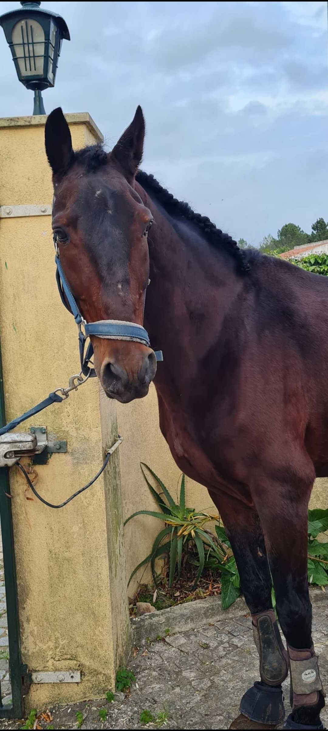 Cavalo cruzado 9 anos 1.61