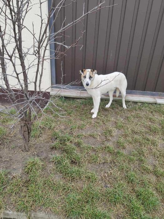 собаки яки загубились