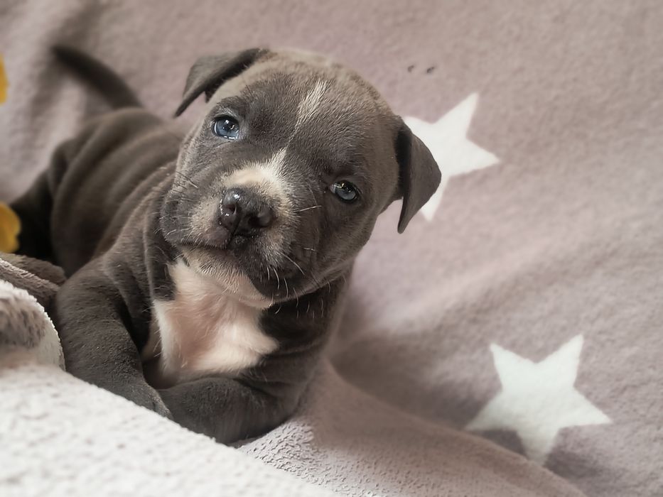 Amerycan Stafford terrier