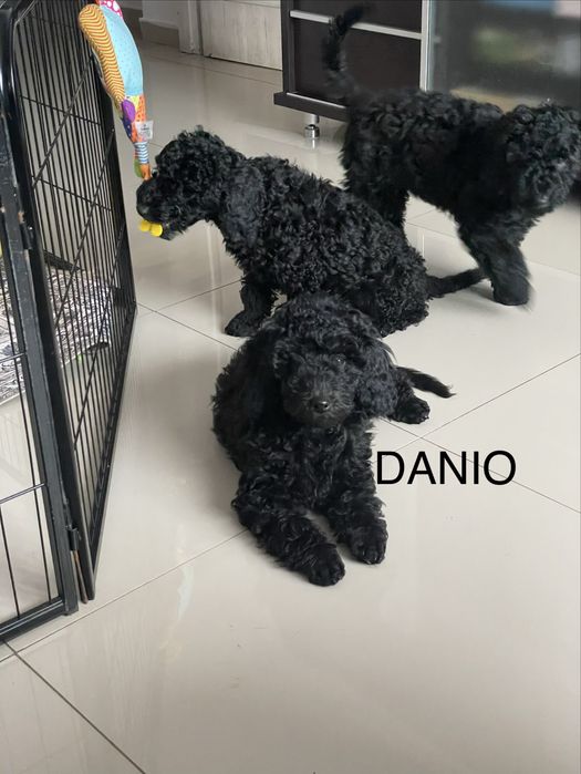 Pudel Miniaturowy piesek DANIO