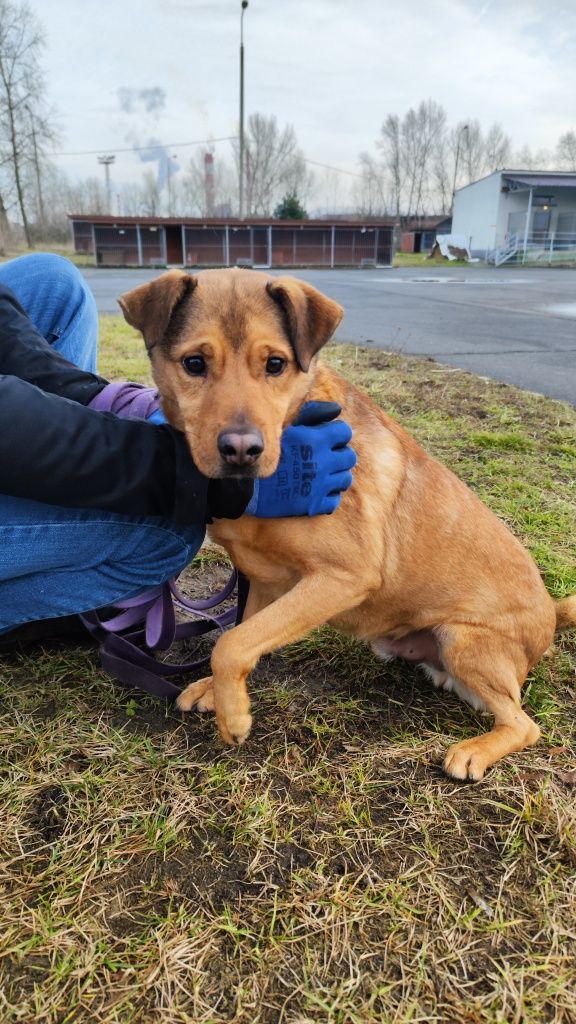 Barney do adopcji