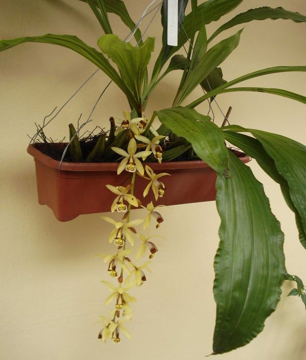 Orquídea de Colar, Orquídea de canela - Aromática