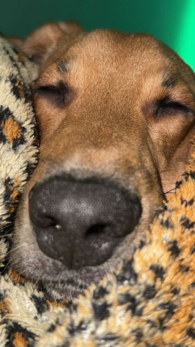 Beagle/Rafeiro 8 meses e com todas as vacinas em dias.