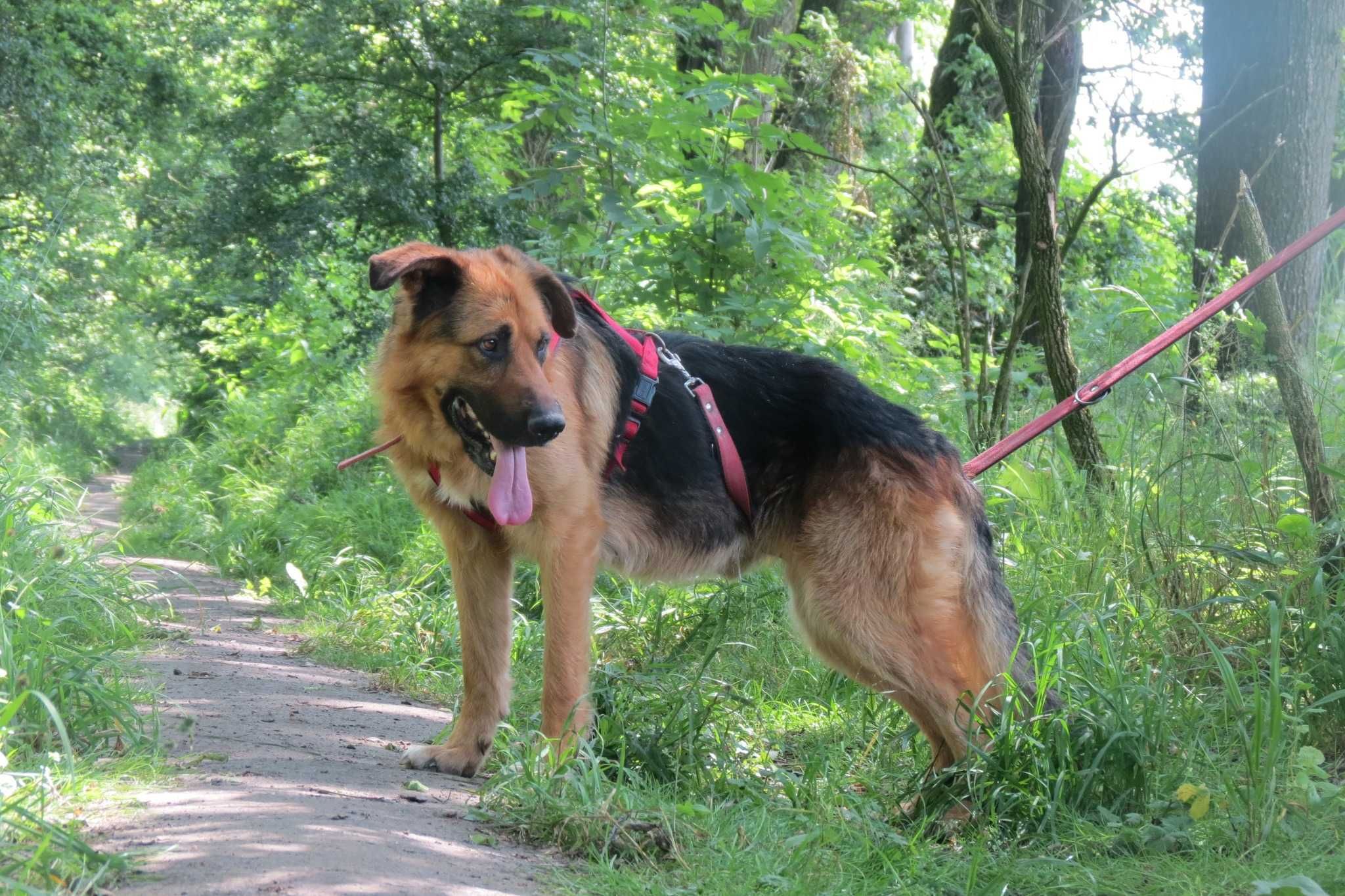 Remus adopcja psiak jak owczarek niemiecki szuka nowej rodziny