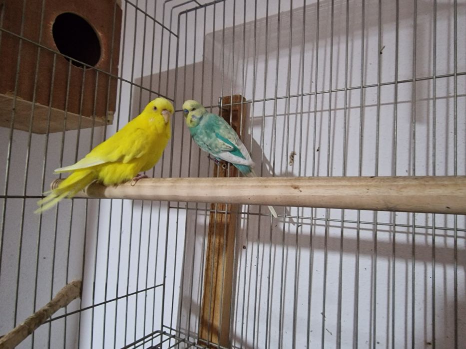 Casal periquitos Ingleses