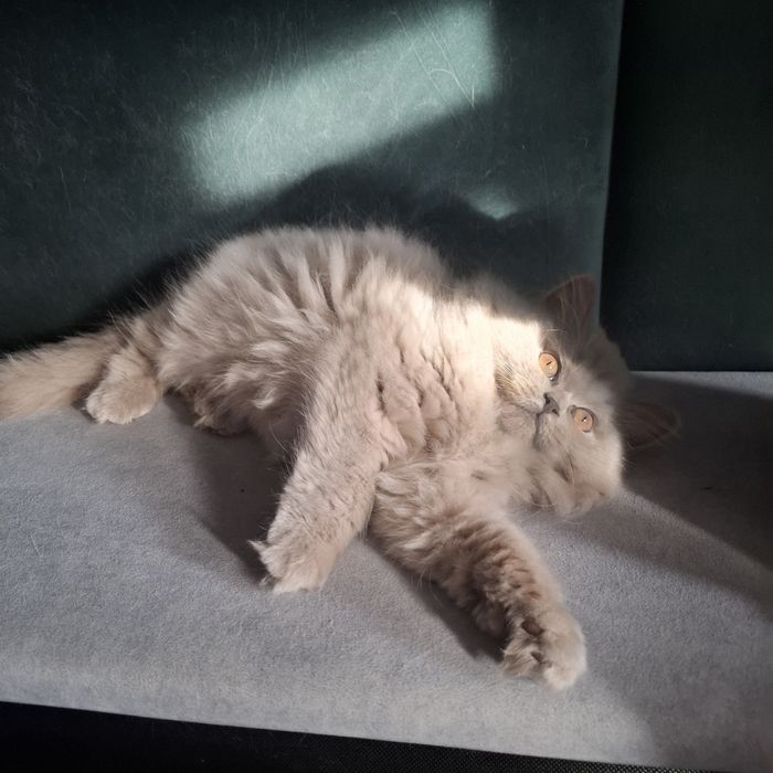 Liliowa długowłosa  kotka brytyjska - oryginalny rodowód, Fpl