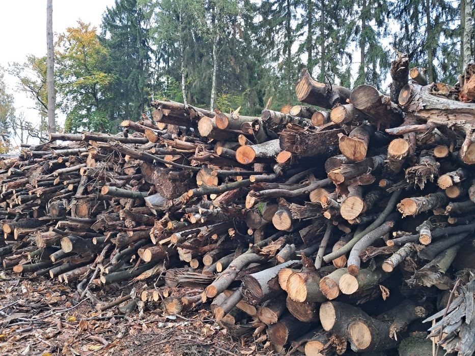 Drewno gałęziówka mieszana liściasta/iglasta sosna/buk/dąb/brzoza