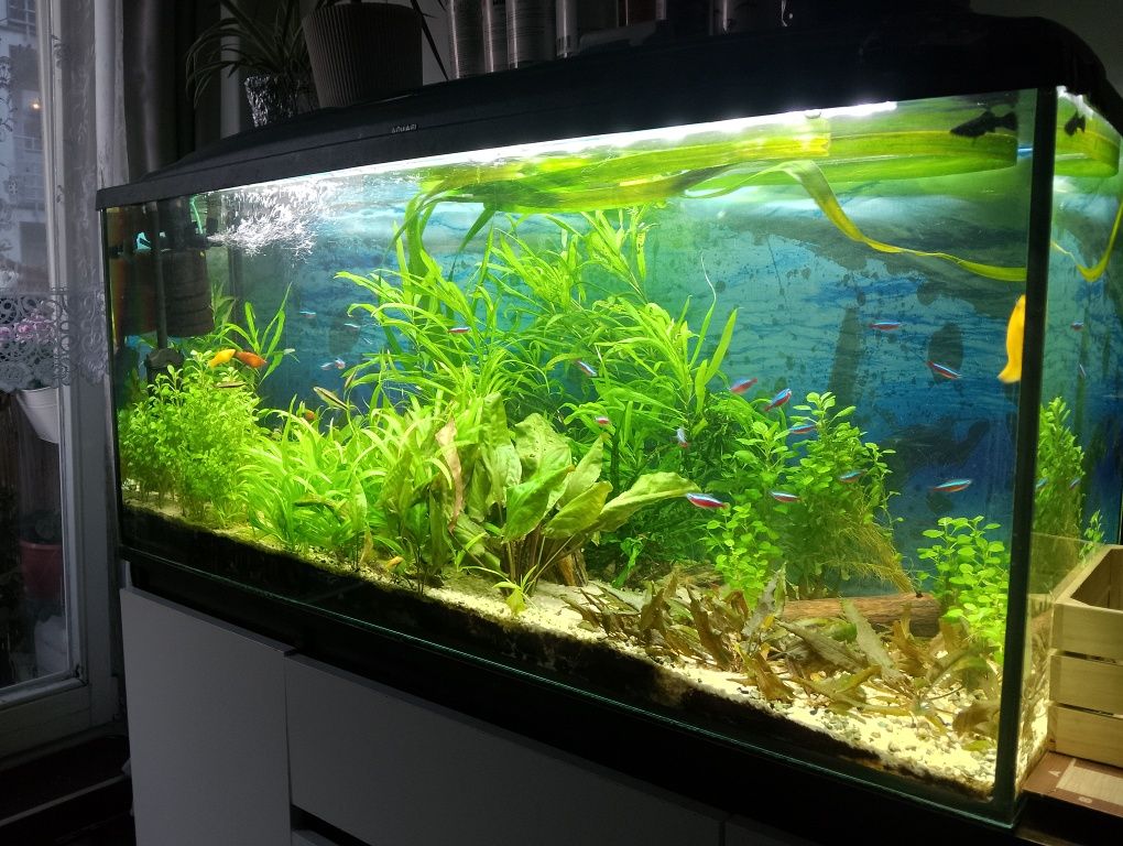 Sprzedam akwarium 240l z obsada