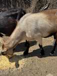 Cabritas para mudanca de pasto