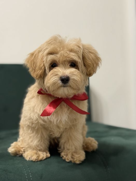 Мальтипу мишка мальчик ф1