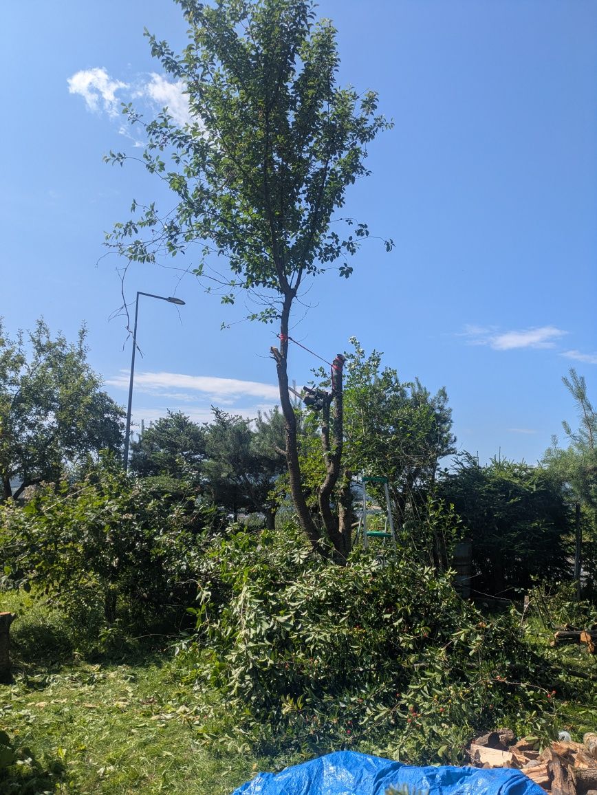 Cięcie Tui/żywopłotów,koszenie,rozdrabnianie gałęzi,usługi ogrodnicze.