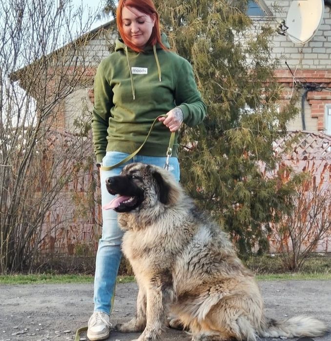 Кавказская овчарка кобель КСУ