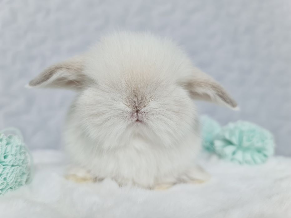 Mini lop królik króliczek miniaturka hodowla szczepienie