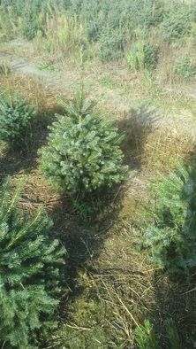 Świerk serbski (picea omorica)