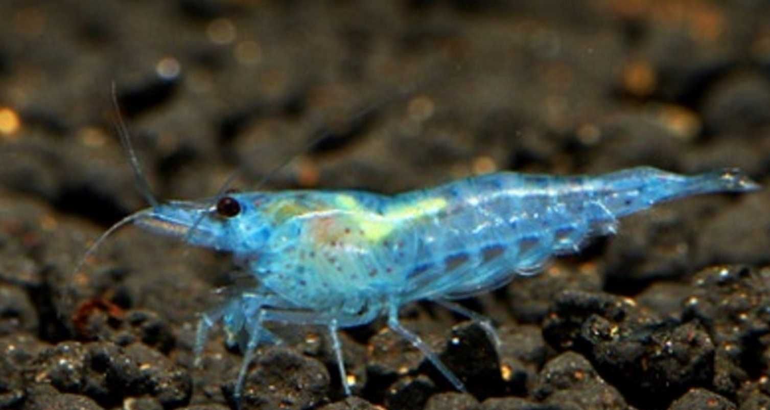 Krewetka BLUE JELLY - Neocaridina - Caridina - dowóz, wysyłka