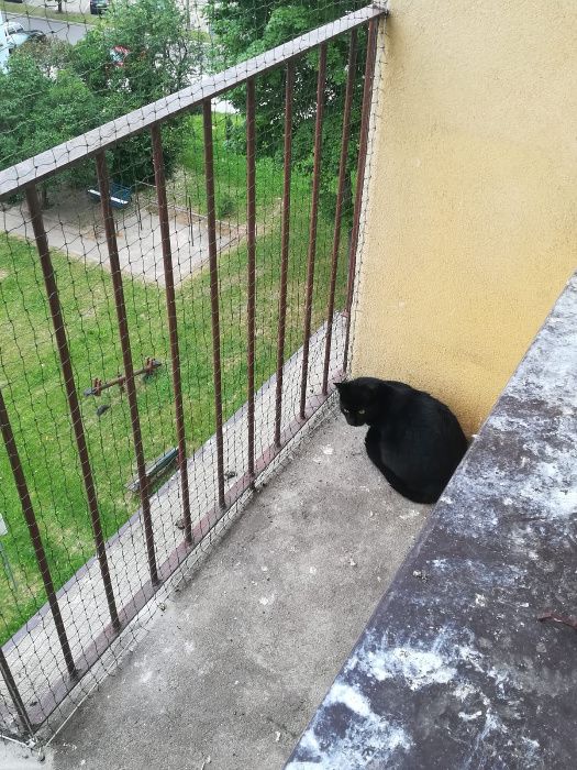 SIATKA DLA KOTA zabezpieczająca balkon !! Działamy na całym Podlasiu!!