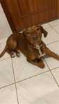 Adoção de cão com raça indifinida