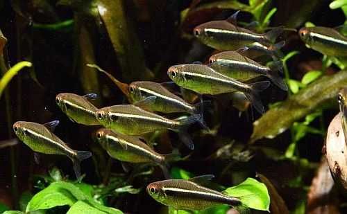 GB Neon Czarny | Pakiet 100+ szt.