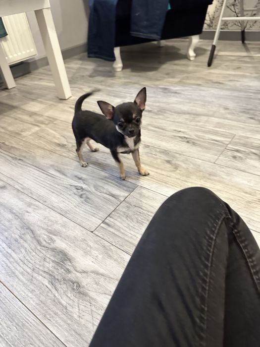 Chihuahua  mini piesek samiec