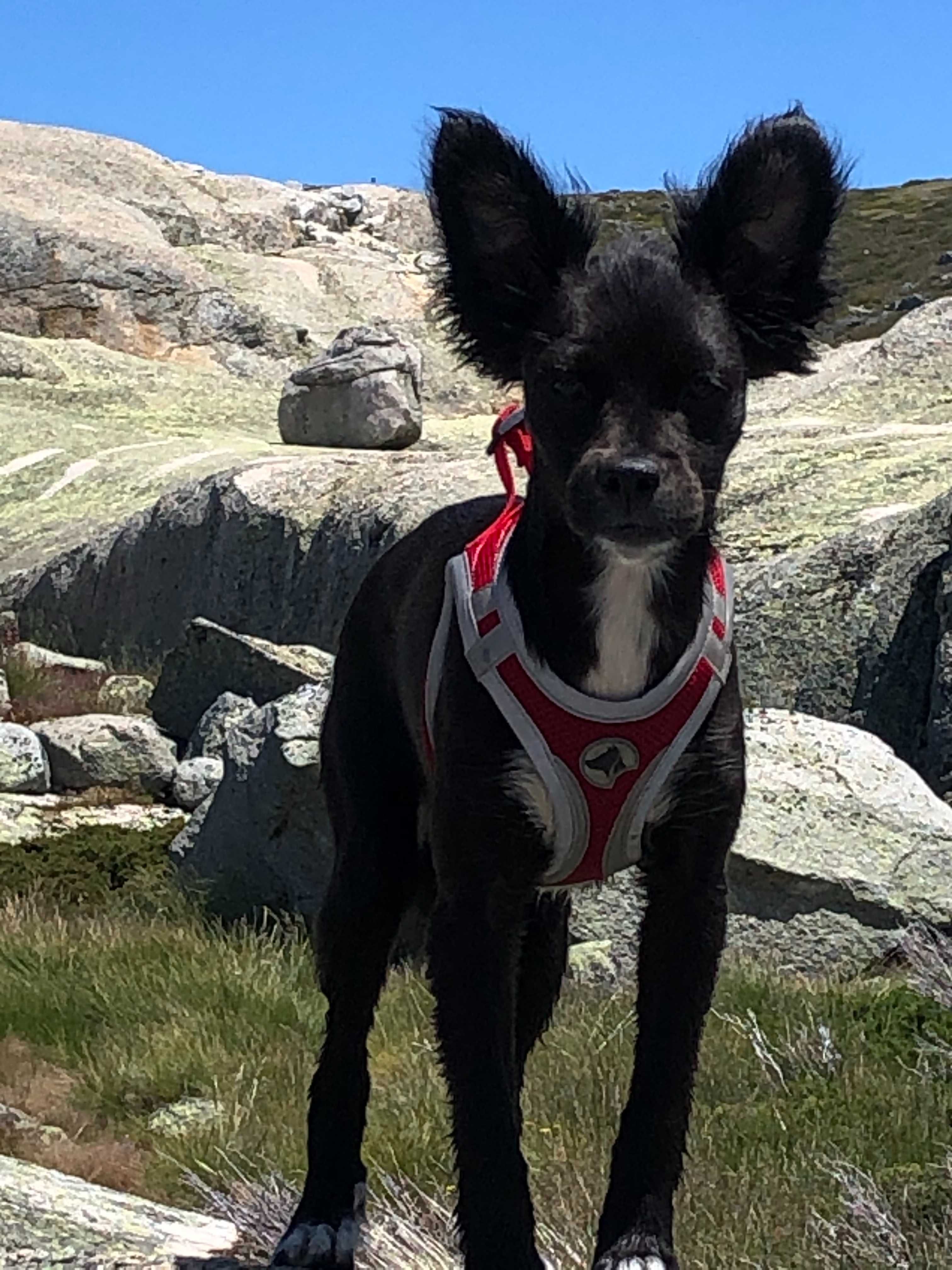 Cachorrinhos doces, vivazes e saudáveis à procura de um lar amoroso