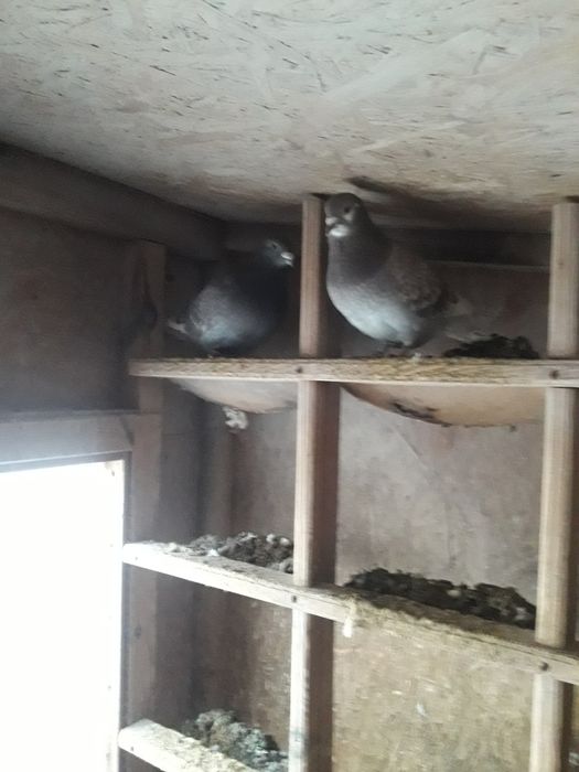 Sprzedam gołębie lub zamienię