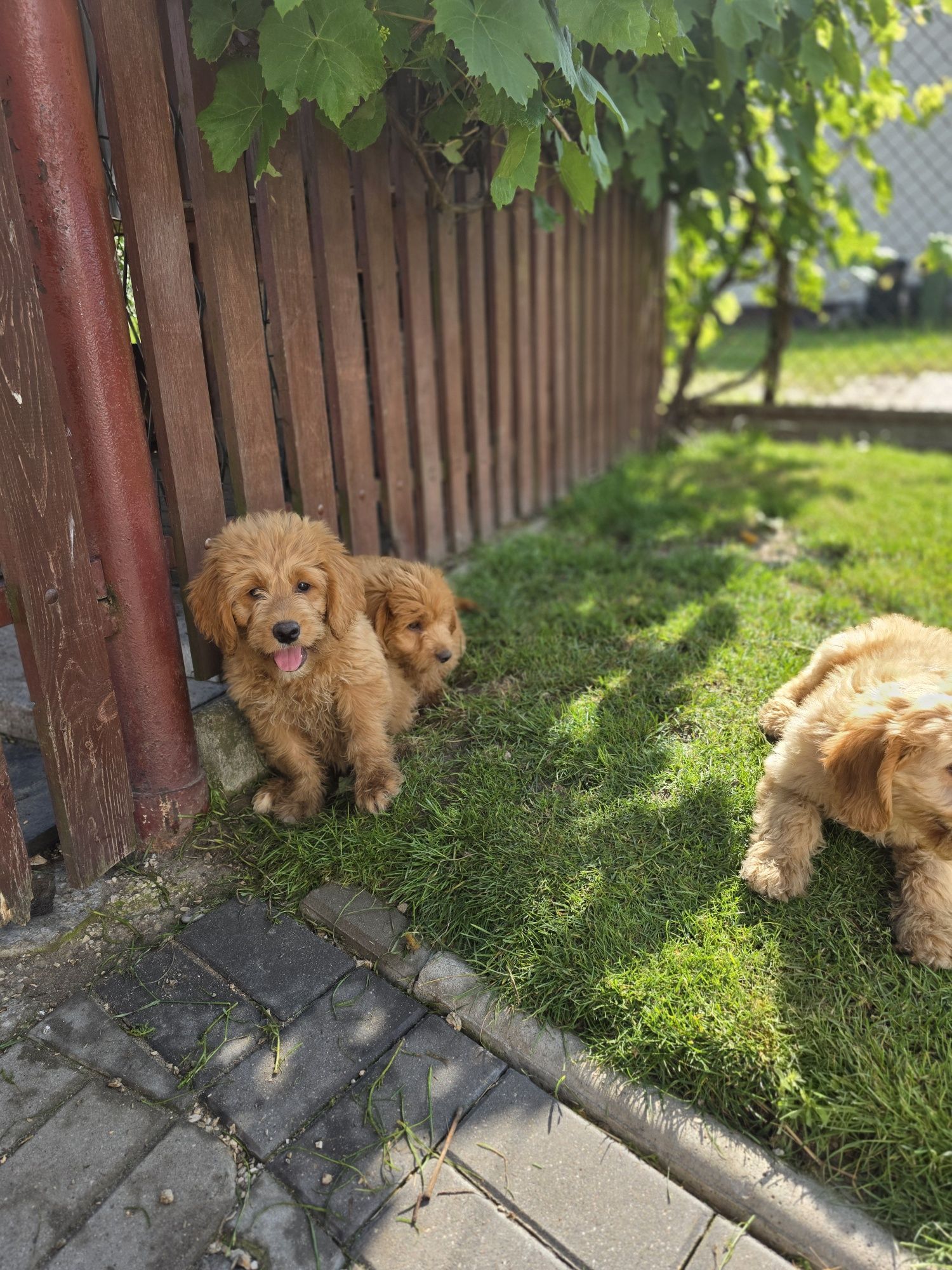 Goldendoodle piesek f1