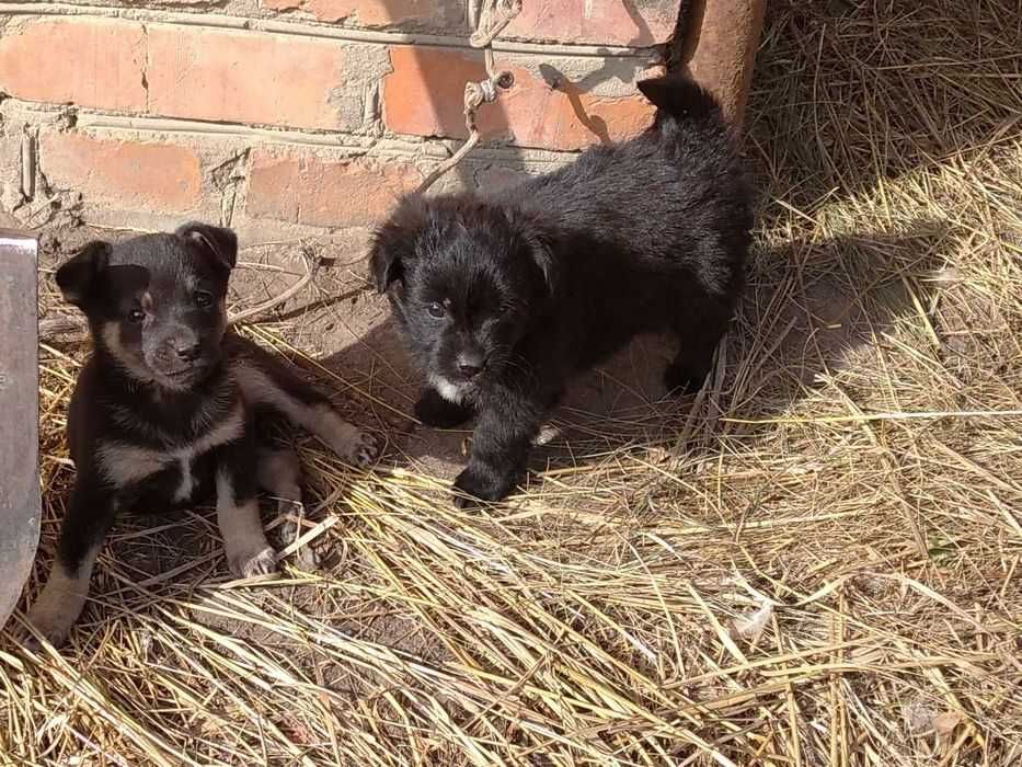 Вiддам в добрi руки цуценя вiком 1 мiсяць.