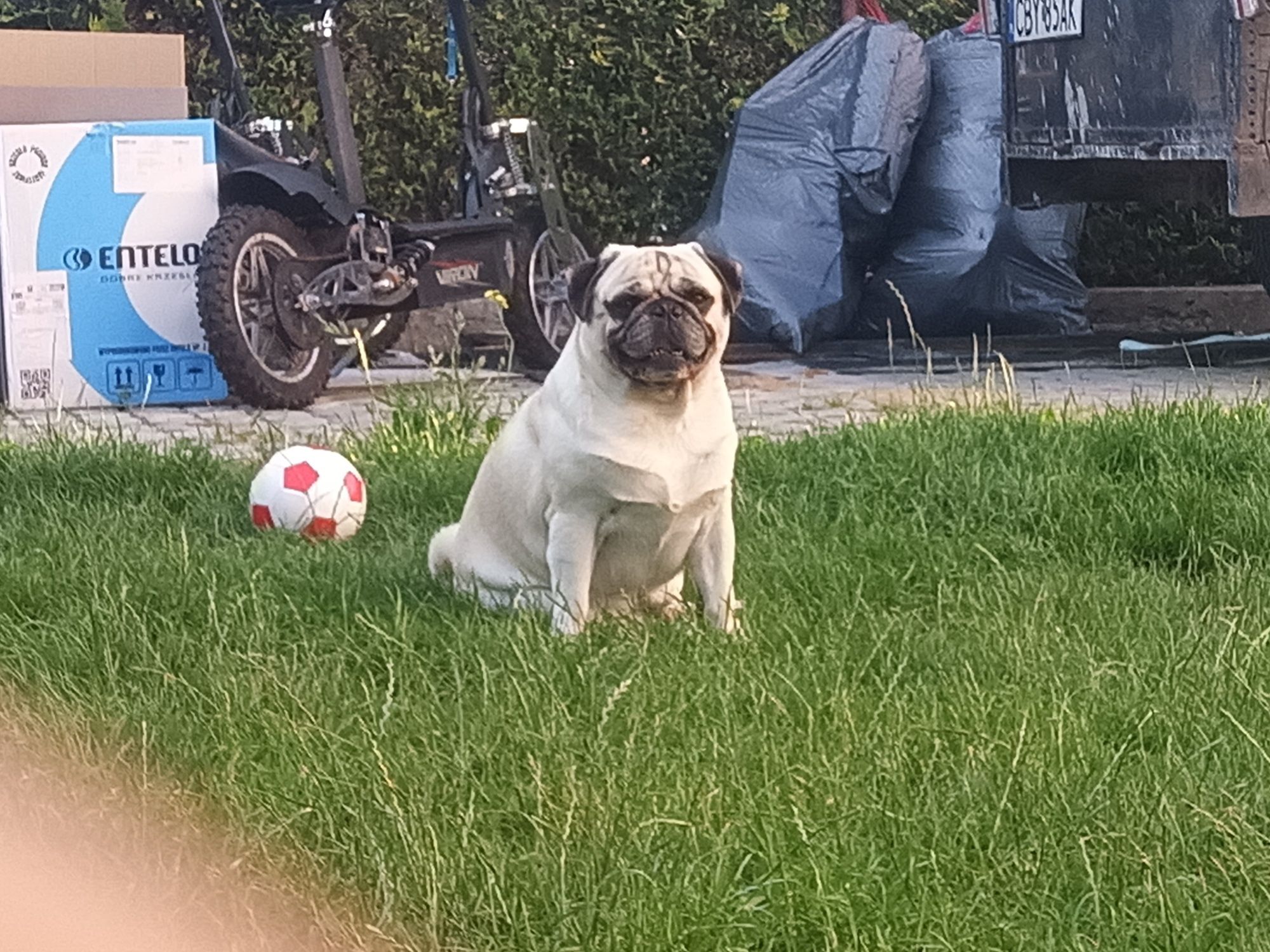 Mops szczeniak z rodowodem, rasowy