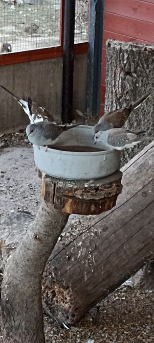 Gołąbki diamentowe