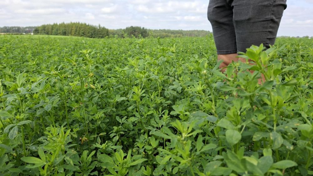 Sprzedam bele lucerny