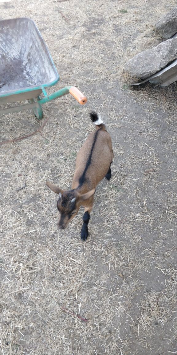 Cabras Anãs muito dóceis