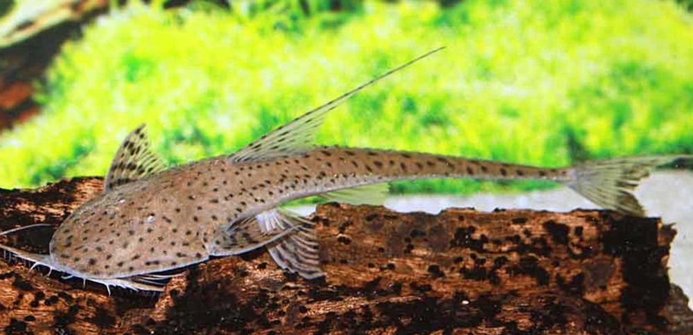 Glonojad - Planiloricaria cryptodon - odłów - WF - dowóz, wysyłka