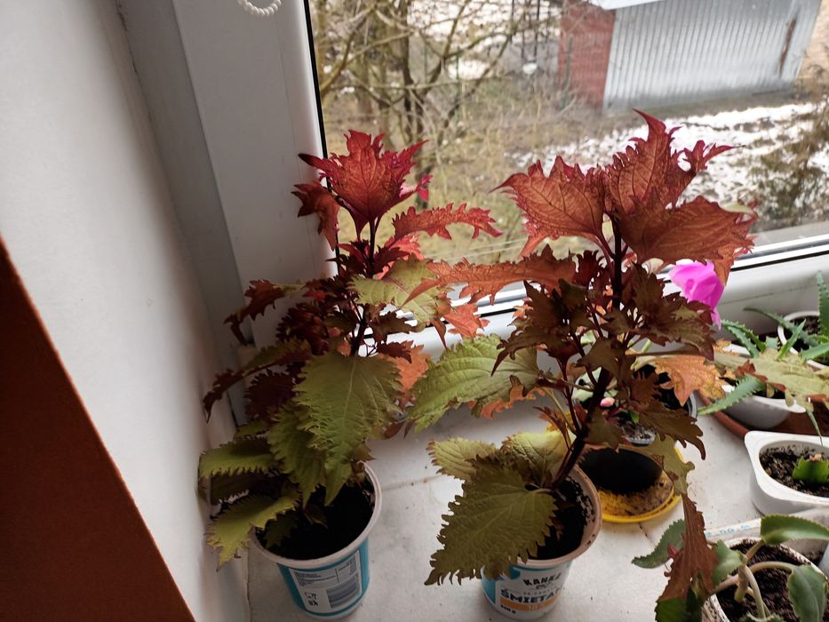 Pokrzywka koleus piękny kwiatek domowy, wysyłka olx