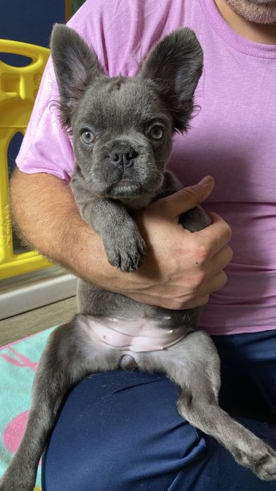 Французский бульдог