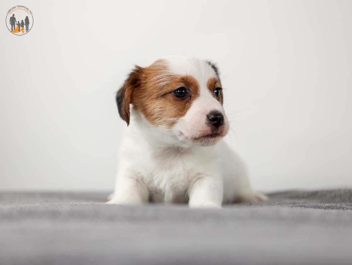 Jack Russell Terrier ZKwP FCI