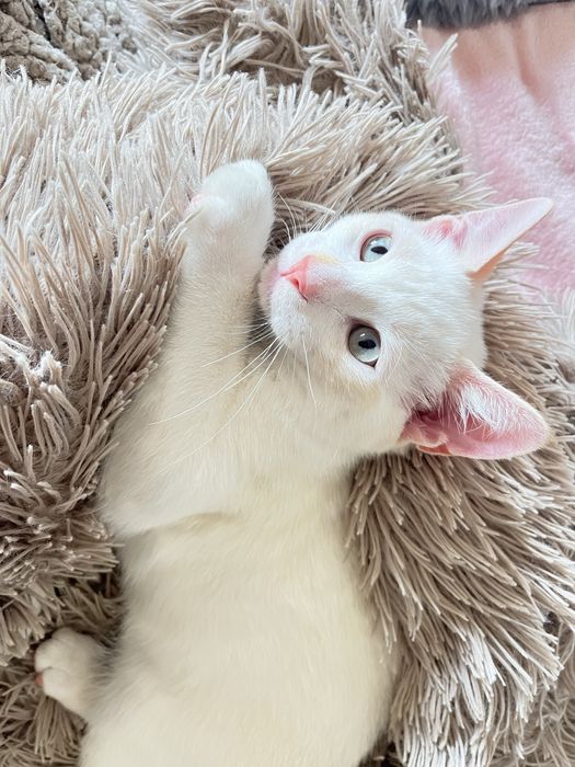 Gatinho bebé com dois meses desparasitado