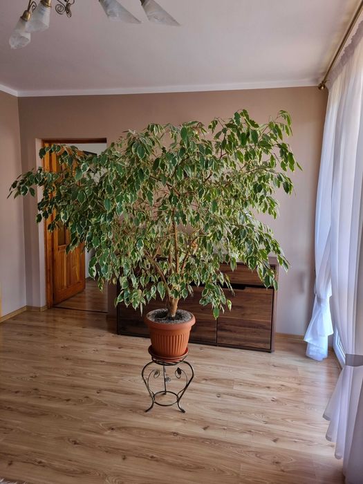 Kwiatek duży Beniamin