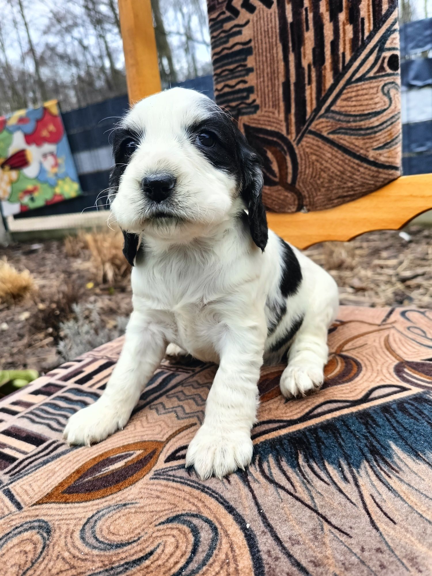 Piękna suczka Cocker spaniel