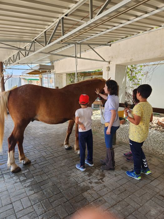 Festas de aniversário , com  contacto com cavalos