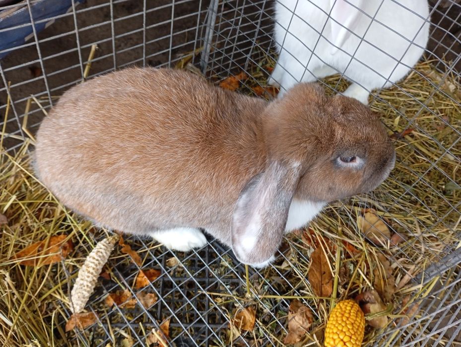 Продам кролів самок і самців